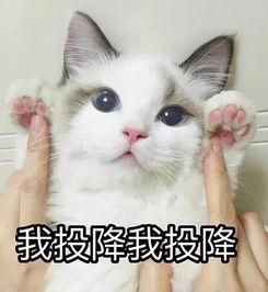 吃瓜头像猫猫图片,揭秘吃瓜猫猫的趣味瞬间