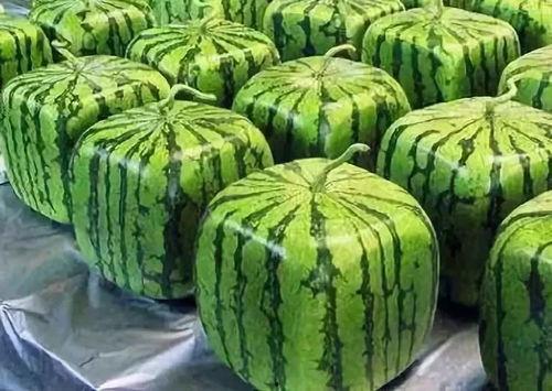 吃瓜最早的由来,探究“吃瓜”一词的起源与演变