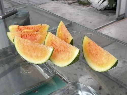 农村免费吃瓜视频,欢乐共享乡村时光