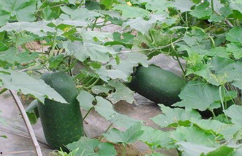 冬瓜怎么吃不结瓜,告别不结瓜，美味又健康