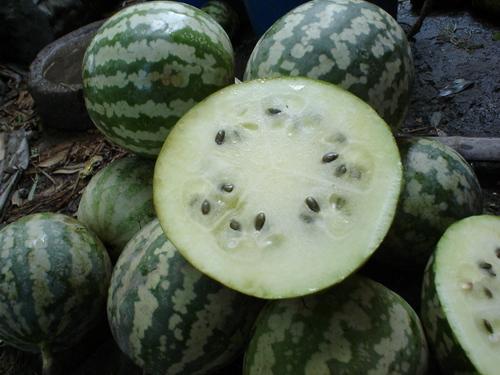 绿宝瓜感冒可以吃吗,绿宝瓜感冒期间的食用指南