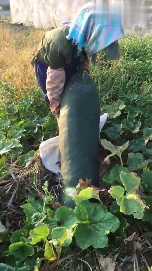 吃瓜的烂好人,探寻烂好人生的趣味与哲理