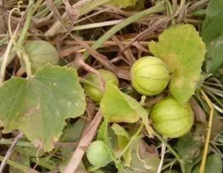 孕妇梦到吃野瓜